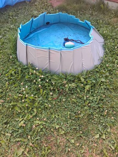 dog pool