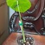 No.7 Baby Monstera Green On Green Image 6