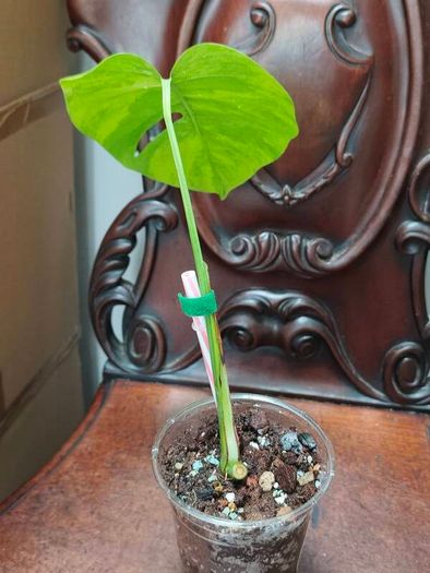 No.7 Baby Monstera Green On Green