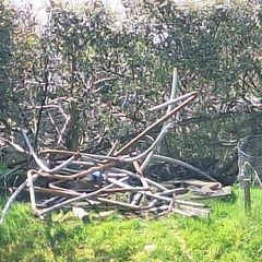 Free scrap metal