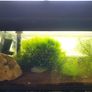 fish tank Image 3