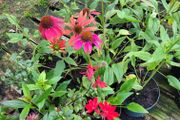 clearance of 60 plants/shrubs