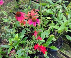 clearance of 100 plants/shrubs