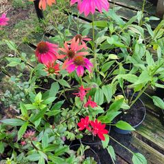 clearance of 100 plants/shrubs