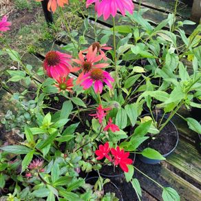 clearance of 100 plants/shrubs