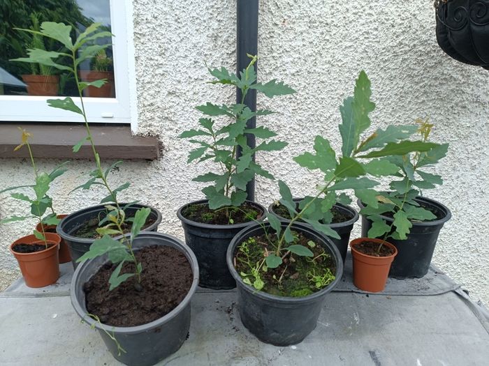 Lots Of Oak Tree Saplings