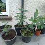 Lots Of Oak Tree Saplings Image 4