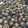 Mixed Random Imperfect Decorative Rhinestone, Pearl & Metal Craft Buttons Image 5