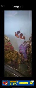 clownfish