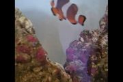 clownfish