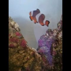 clownfish