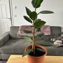 Indoor House Plant Image 5