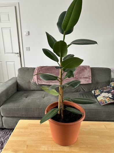 Indoor House Plant