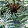 tree fern - dicksonia antarctica Image 2