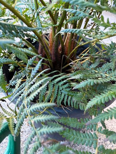 tree fern - dicksonia antarctica
