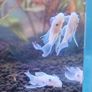 fish tank Image 6