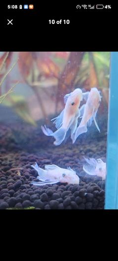 fish tank