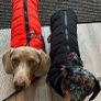 Dog Jacket size small Image 2