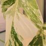 Monstera deliciosa(with a pot) Image 5