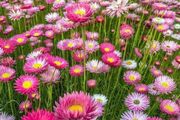 (D) Acroclinium (Paper Daisy) seeds 0.5g (414994)
