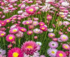(D) Acroclinium (Paper Daisy) seeds 0.5g (414994)