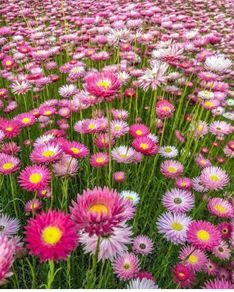 (D) Acroclinium (Paper Daisy) seeds 0.5g (414994)