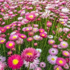 (D) Acroclinium (Paper Daisy) seeds 0.5g (414994)