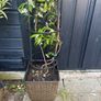 215cm trachelospermum  jasmine highly scented flower jasmine in new rattan pot Image 2