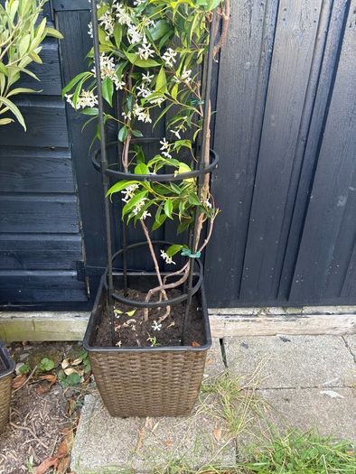 215cm trachelospermum  jasmine highly scented flower jasmine in new rattan pot