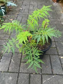 Rhus Glabra - Sumac Small garden