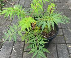 Rhus Glabra - Sumac Small garden