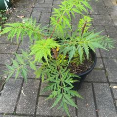 Rhus Glabra - Sumac Small garden