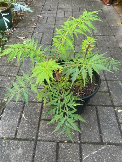 Rhus Glabra - Sumac Small garden