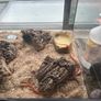 Snake Vivarium Image 6