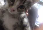 tabby girl