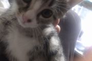 tabby girl