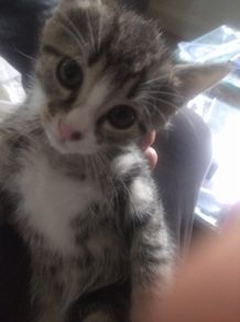 tabby girl