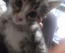 tabby girl