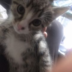 tabby girl