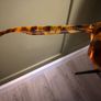 Oakley Frogskins - Acid Tortoise Orange Image 5