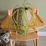 Plants Image 5