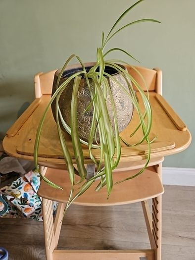 Plants