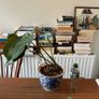 monstera Image 2