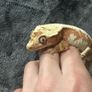 Crested gecko Image 4