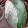 On hold No.6 Philodendron Red Anderson Image 3