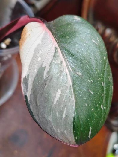 On hold No.6 Philodendron Red Anderson