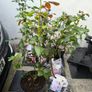roses plants Image 10