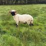 Pb reg valais blacknose ram Image 6