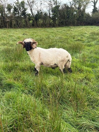 Pb reg valais blacknose ram