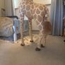 5ft giraffe toy/decoration Image 4
